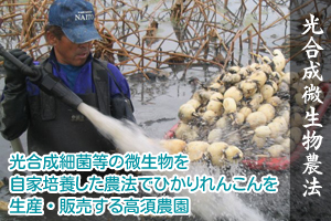 光合成自然農法でれんこんを生産・販売する高須農園
