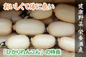 ひかりれんこんの特徴