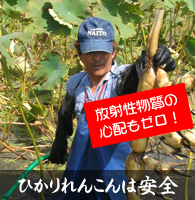ひかりれんこんは安全