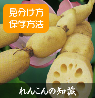 れんこんの知識