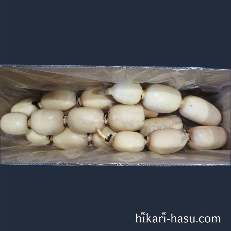 ひかりれんこん(規格:AM4kg)※4~5本
