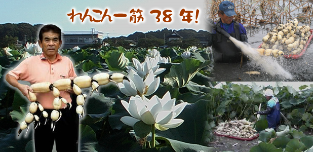 れんこん一筋30年!