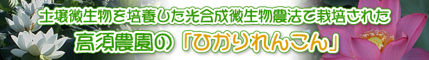 土壌微生物を活用した光合成自然農法で栽培された土壌微生物を活用した光合成自然農法で栽培された土壌微生物を活用した光合成自然農法で栽培された高須農園の「ひかりれんこん」高須農園の「ひかりれんこん」高須農園の「ひかりれんこん」